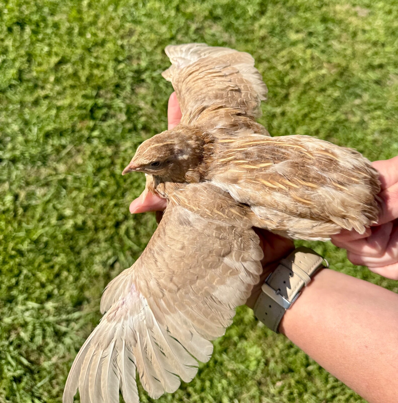 15+ RARE COLORS Coturnix Quail Hatching Eggs NPIP AI Free