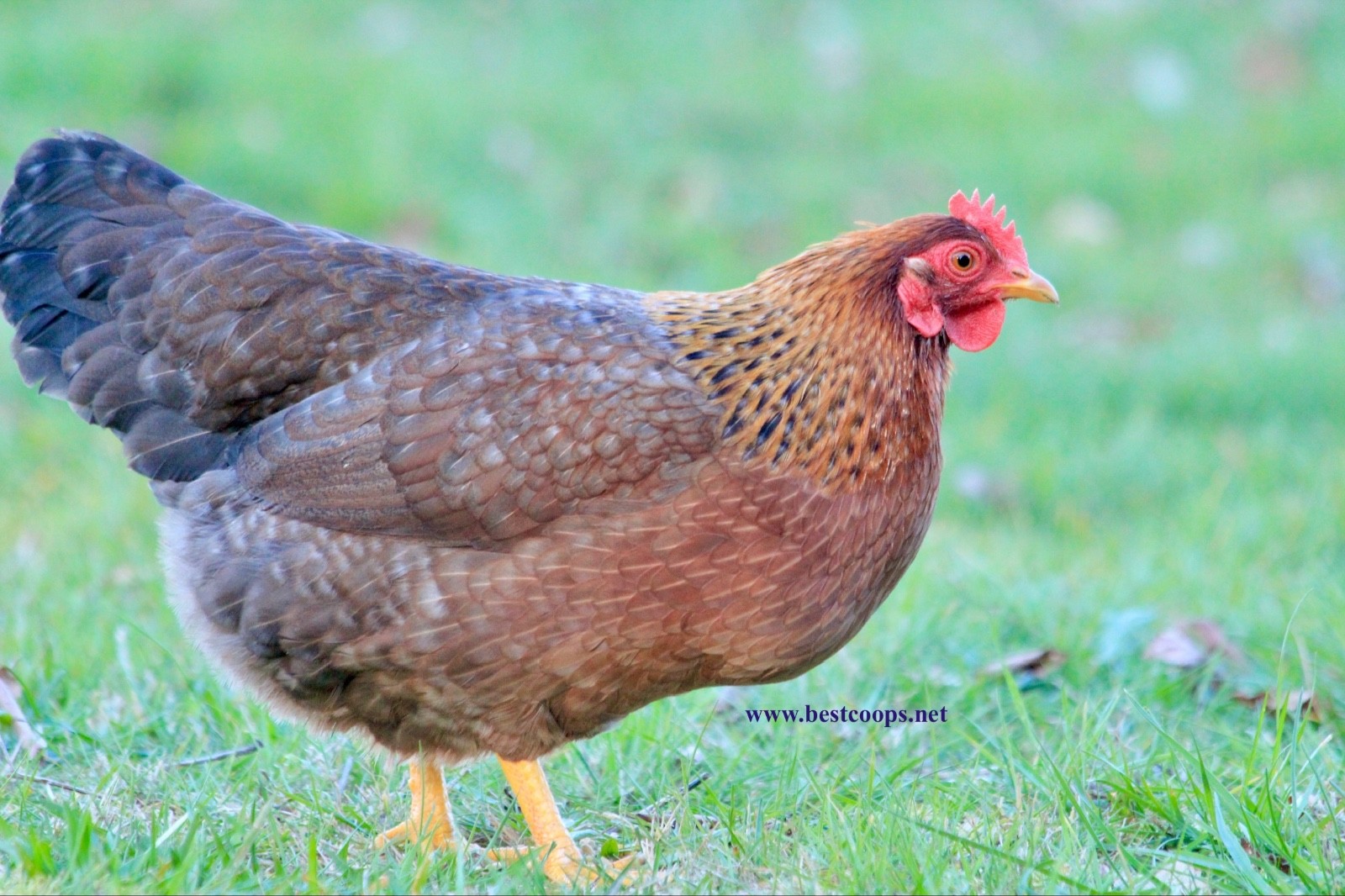 6+ Fertile Bantam Bielefelder Chicken Hatching Eggs