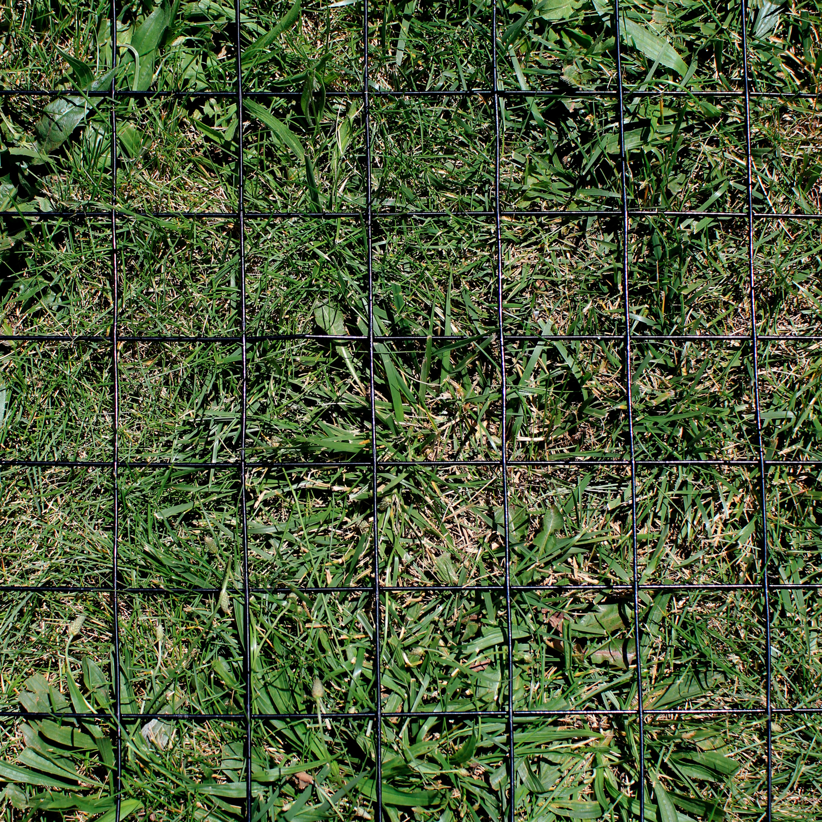 4’x100′ 12.5ga Galv Steel Black PVC Coated Welded Wire 3»x3» – Animal Fencing