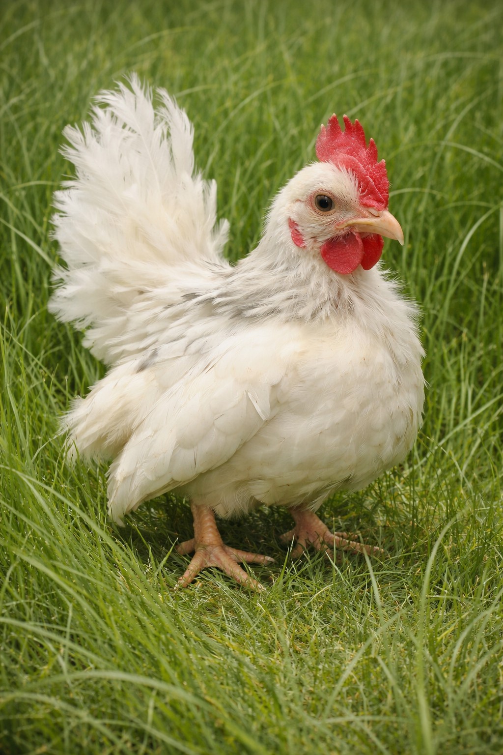 2+1 Micro & Size A & B 100% Pure Serama Hatching Eggs Malaysian And Traditional