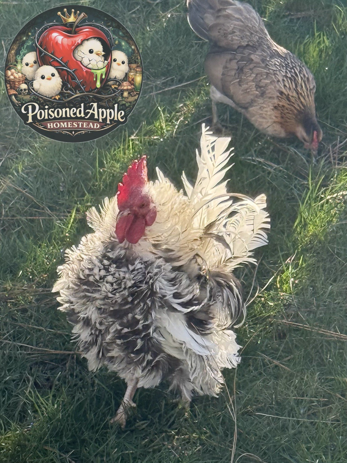 12+++ High Quality Fertile Serama Hatching Eggs Mixed Colors** Frizzle**Silkied*