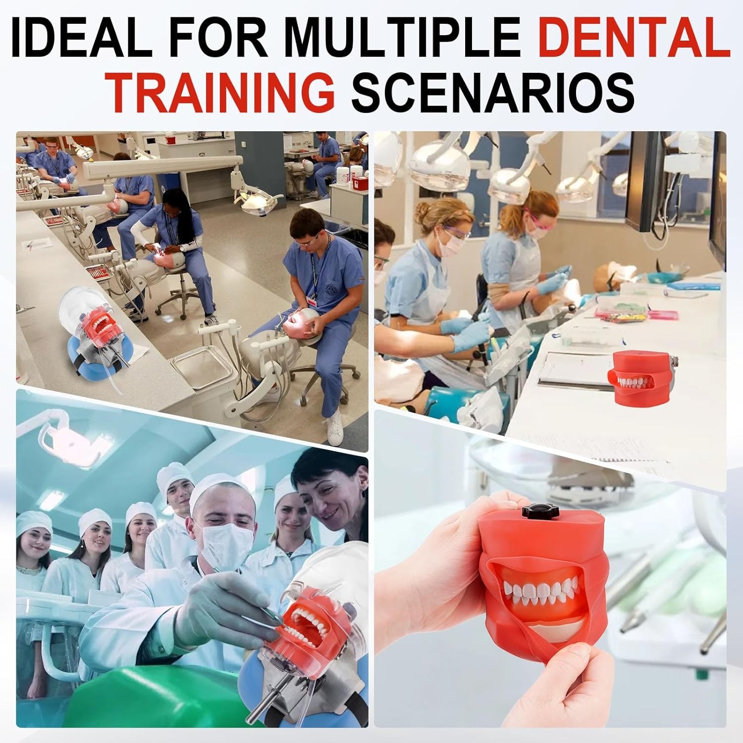 Dental Manikin Simulator Phantom Head Dental Mannequin Head Detachable 28 Teeth