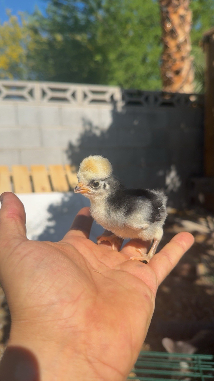 12+ FERTILE CHICKEN PUREBRED POLISH HATCHING EGGS QUICK SHIP USPS PRIORITY MAIL