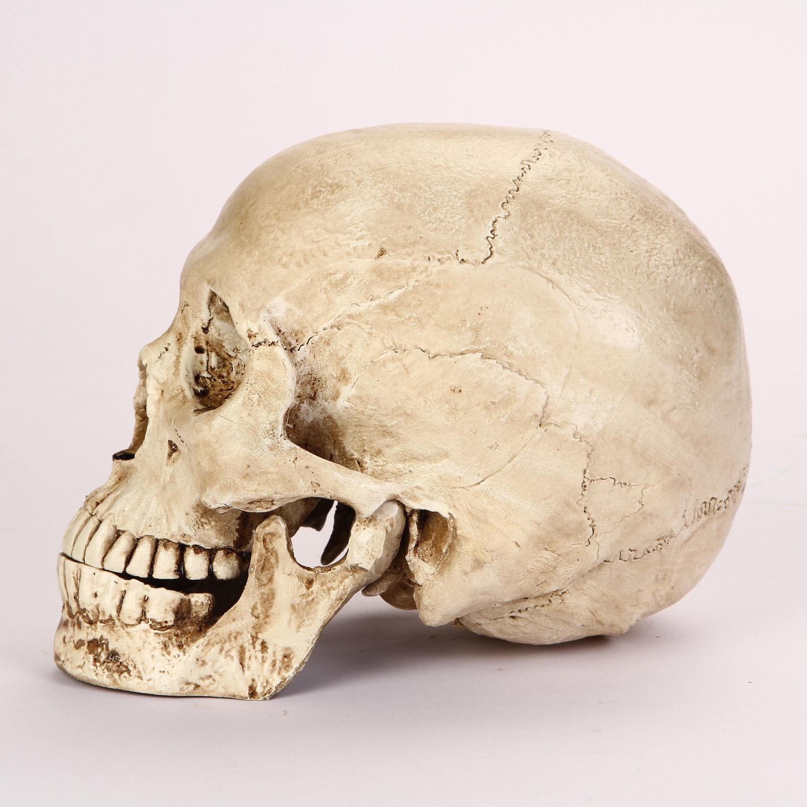 Resin Replica 1:1 Life Human Anatomy Skull Collectable Bar Decoration Teaching