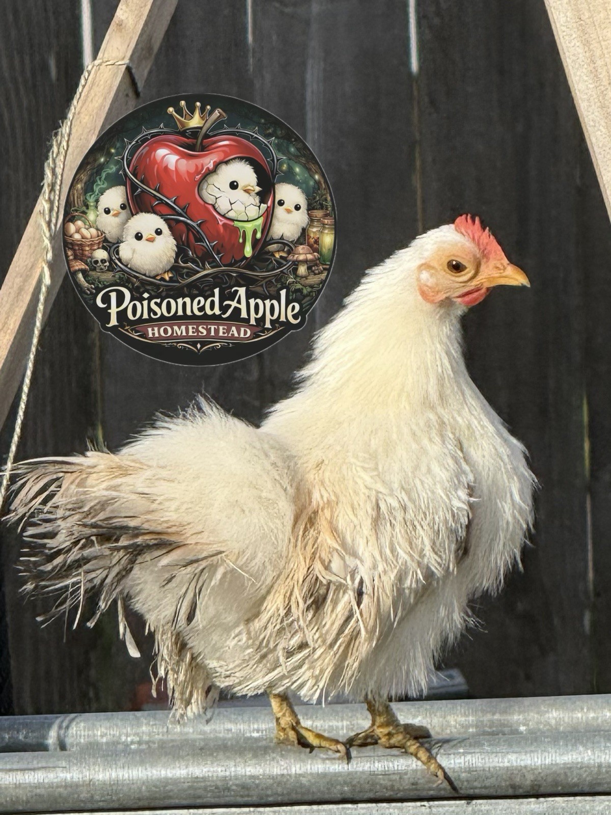 12+++ High Quality Fertile Serama Hatching Eggs Mixed Colors** Frizzle**Silkied*