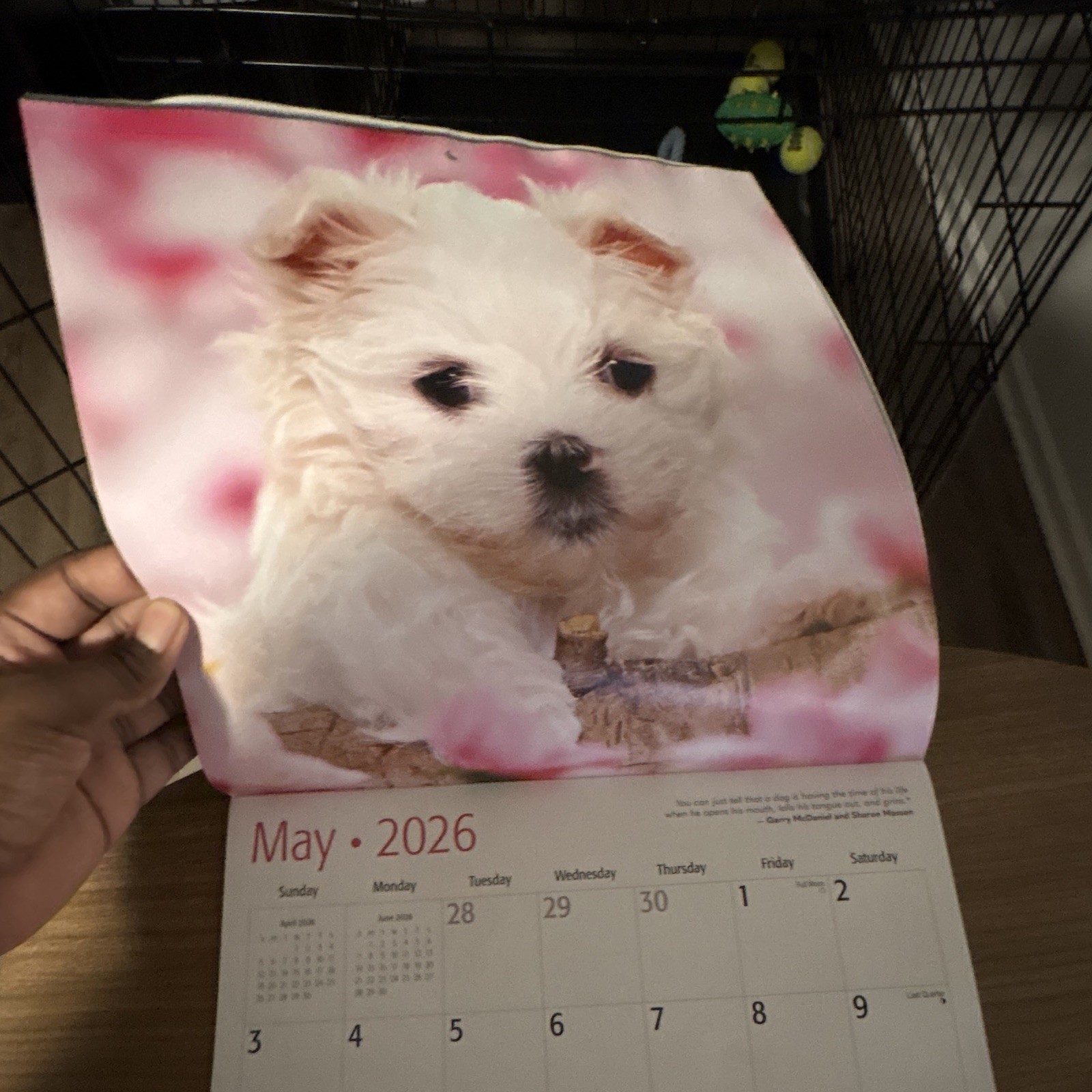 Red Ember Maltese Puppies Wall Calendar 2026 12-Month Calendar