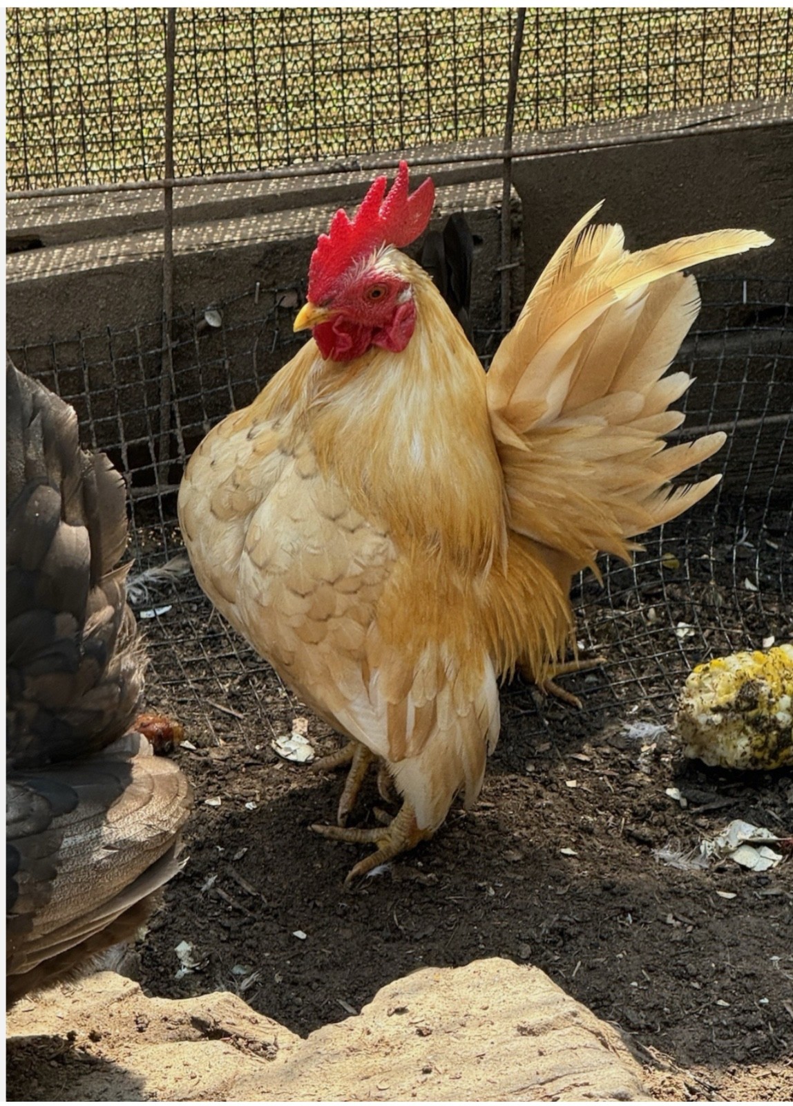 6 + small Show Quality Serama chicken Hatching Eggs