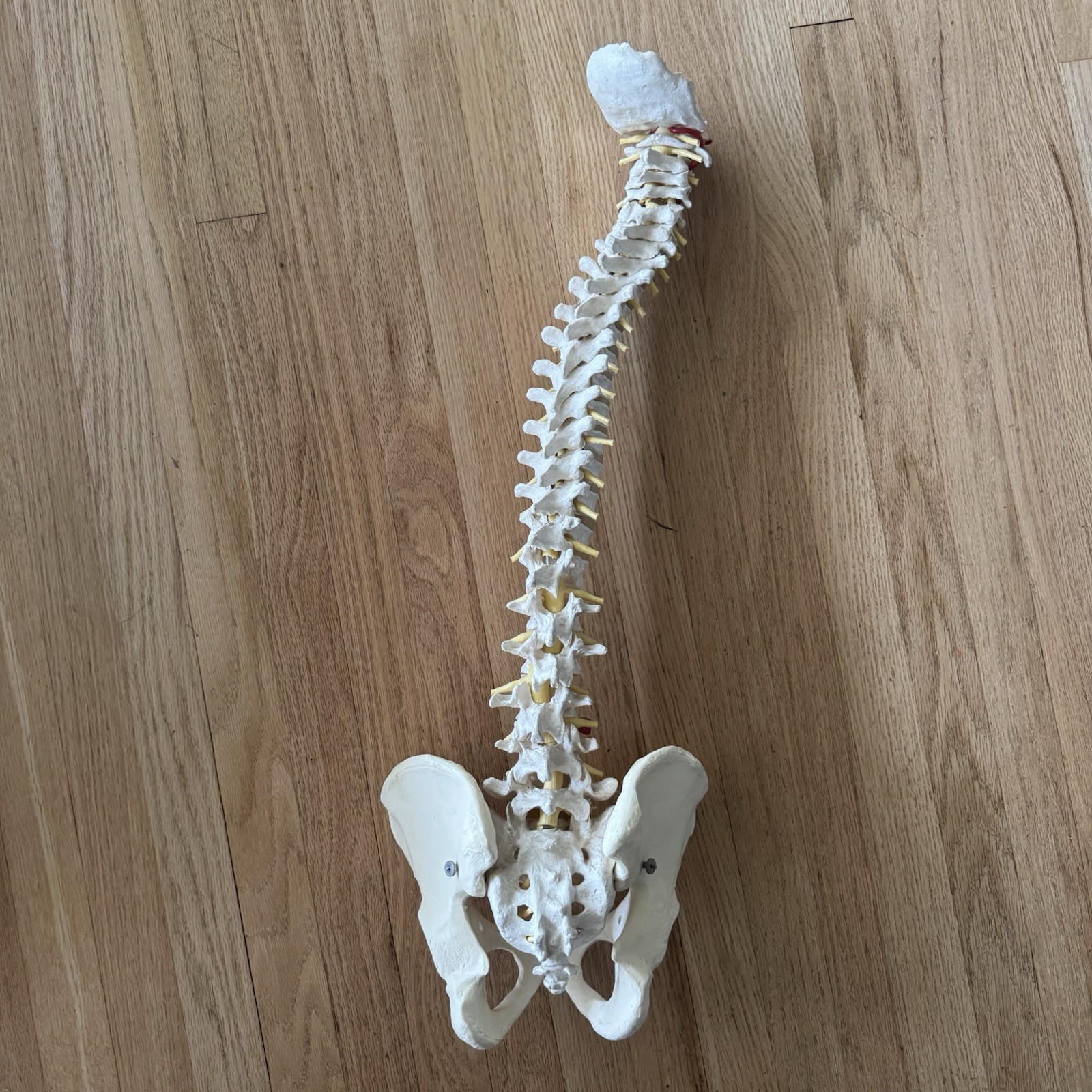 MEDICAL MODEL SPINE BACKBONE WITH PELVIS HIPS ADULT SIZE GERMANY SCIENTIFIC