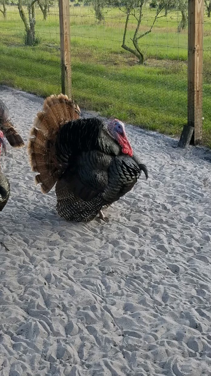 Osceola Hybrid Turkey Hatching Eggs (One Dozen)