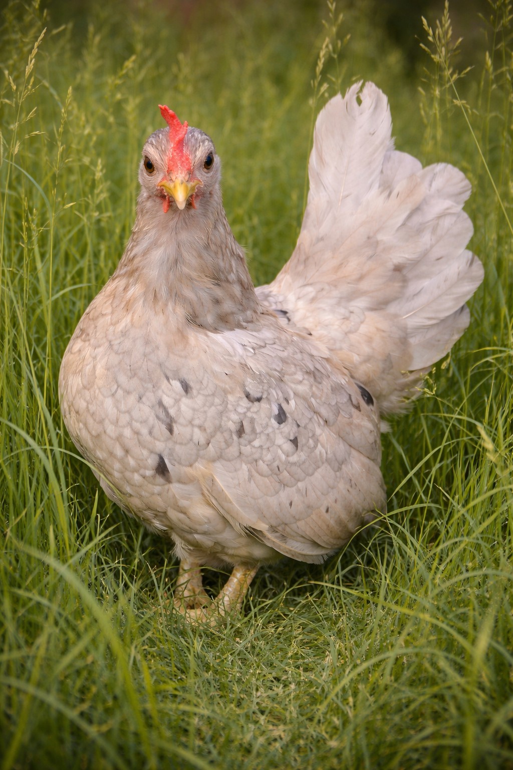 2+1 Micro & Size A & B 100% Pure Serama Hatching Eggs Malaysian And Traditional