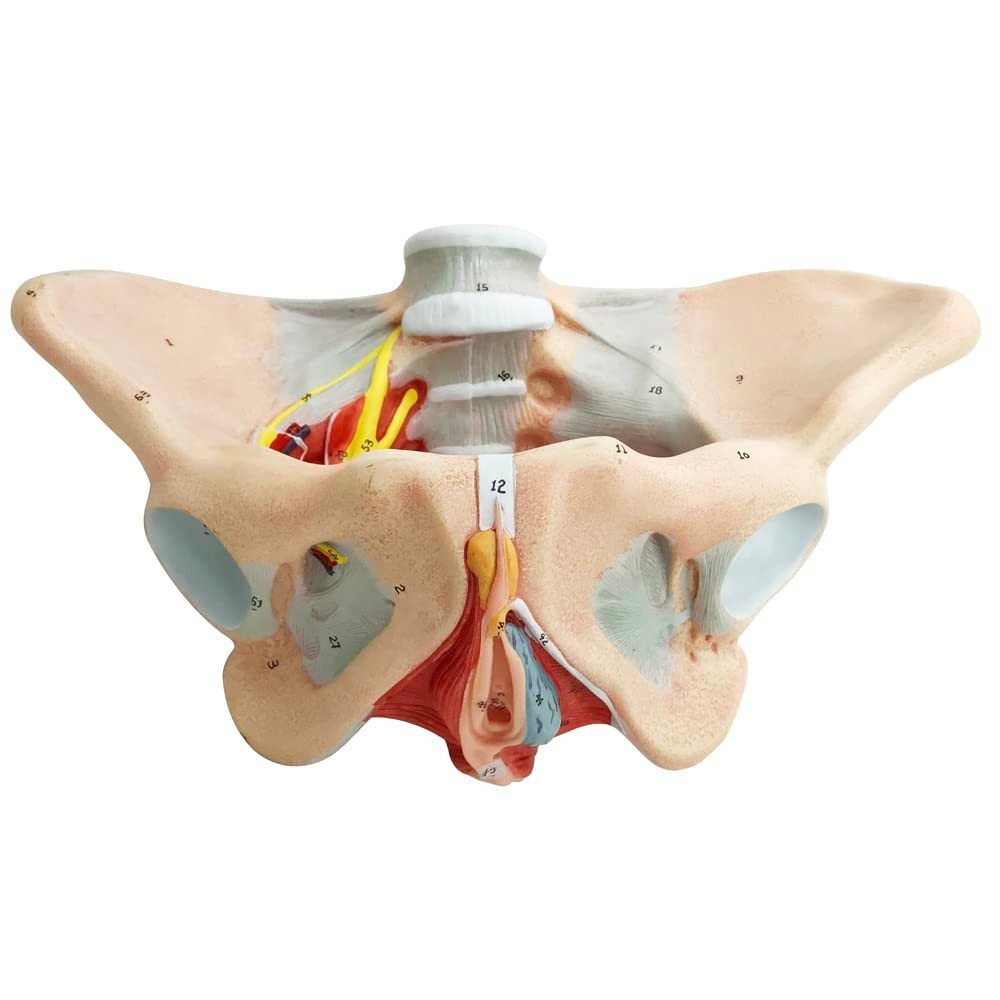 Female Pelvis Model with Pelvic Floor Muscles Perineal Model All in One Femal…