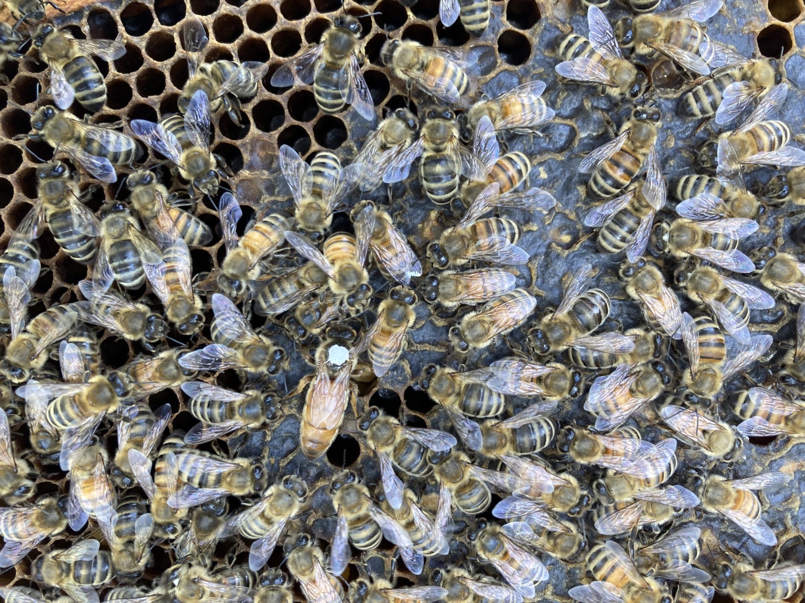 Live Caucasian Honey Bee Queen 50% * Mated, Marked & Laying * Ships 7-6-2026