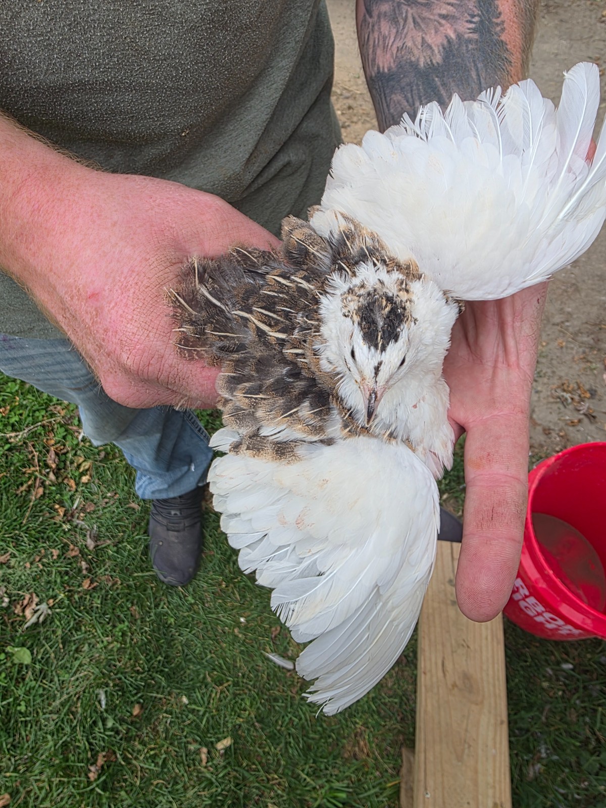 24 (2 dozen) quail hatching eggs coturnix mixed with jumbo all colors