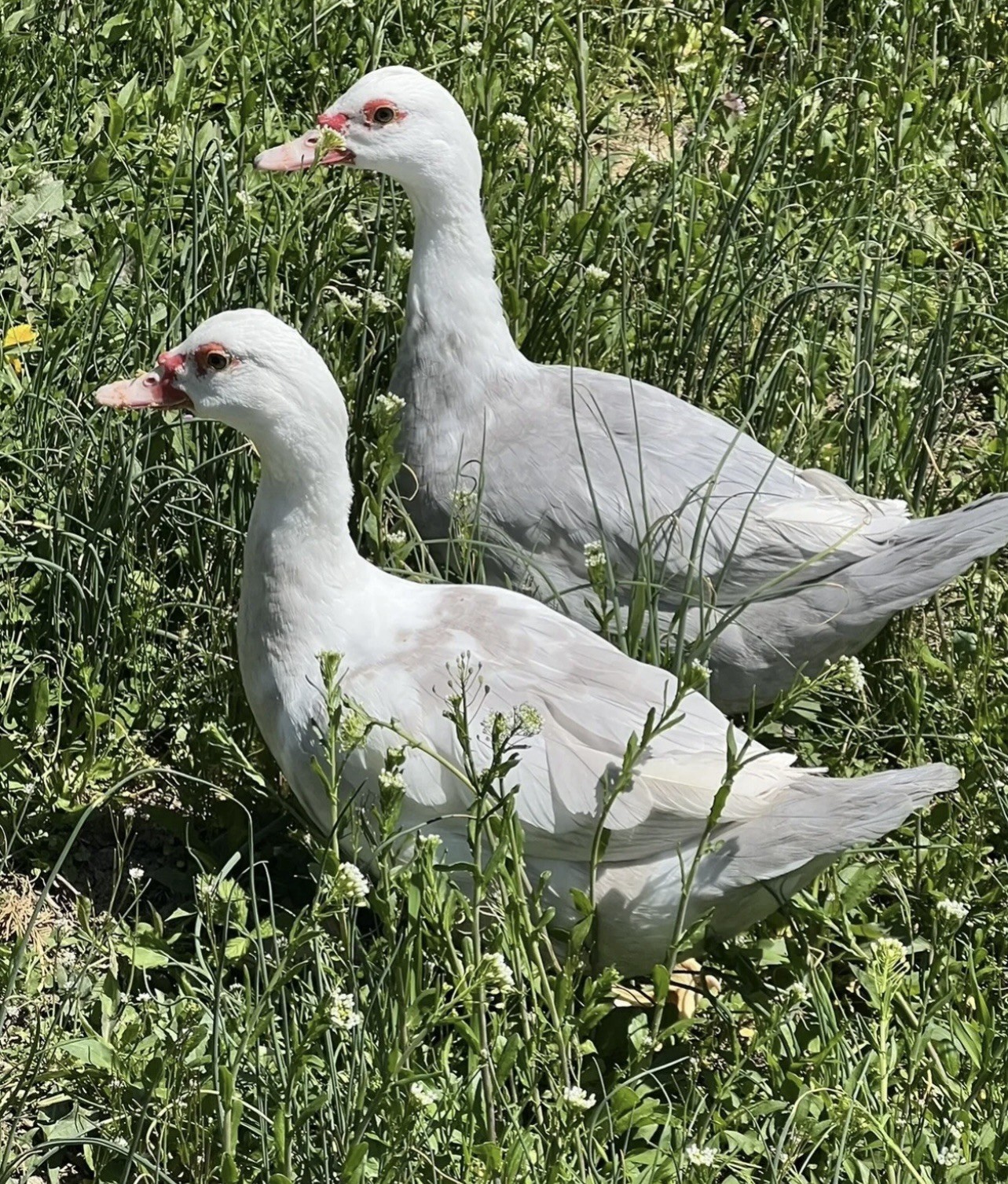 12+ Purebred Fertile Muscovy Duck Hatching Eggs (Rare Colors)