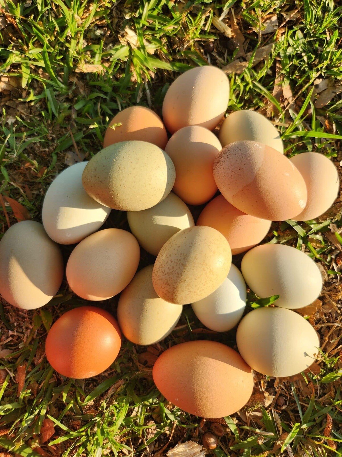 10+ Rare Breed Chicken Fertile Hatching Eggs Orpington, Cochin, Sweddish Flower