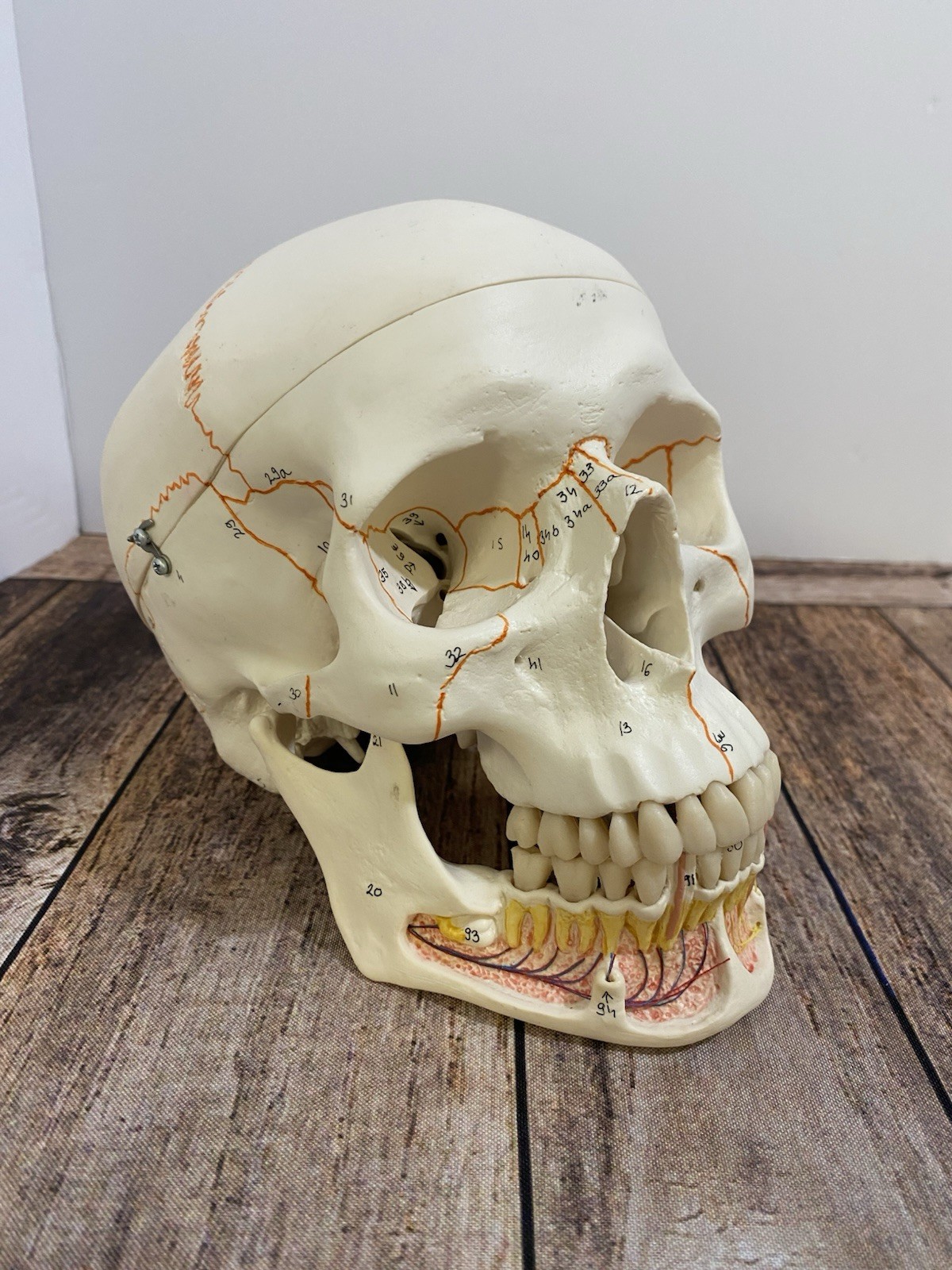 3B Scientific Classic Human Skull Model Opened Detachable Lower Jaw 3 Part