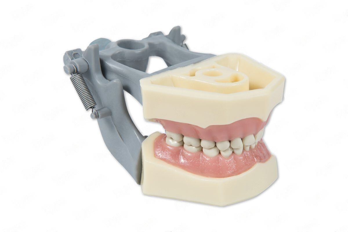 DENTAL PEDIATRIC TYPODONT 760 MODEL COMPATIBLE WITH COLUMBIA BRAND TEETH