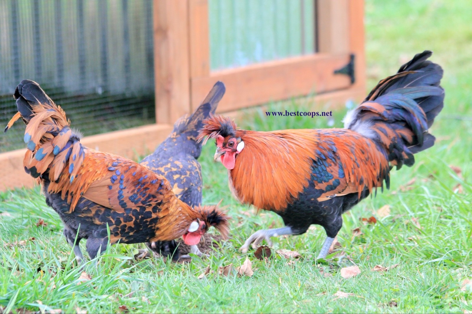 10+ Gold Appenzeller Chicken Hatching Eggs