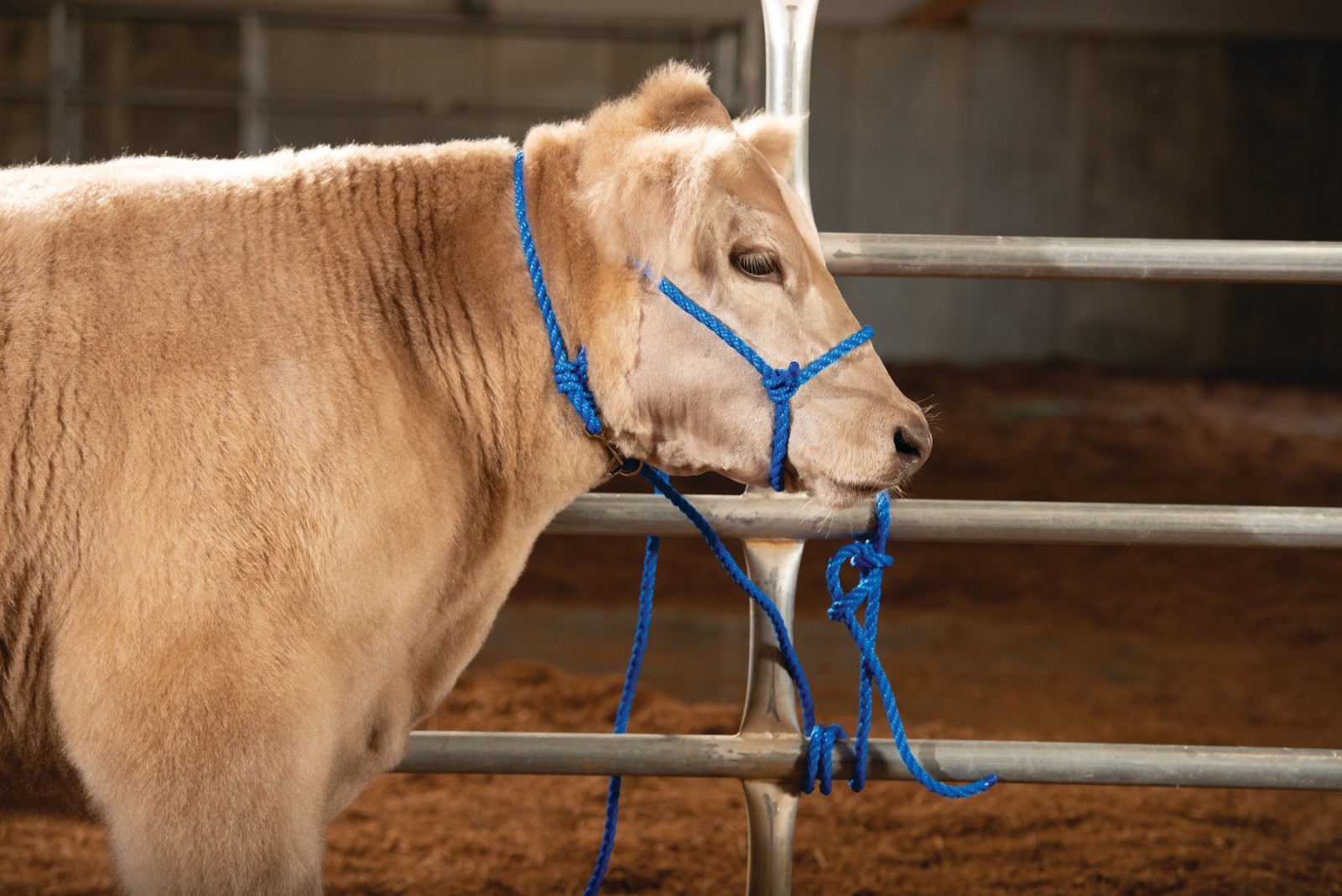 Weaver, Livestock Adjustable Poly Neck Rope Blue