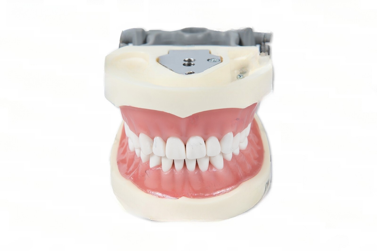 DENTAL TYPODONT OM 200 TEACHING MODEL W/ 2 EXTRA SETS OF TEETH (96 TOTAL TEETH)