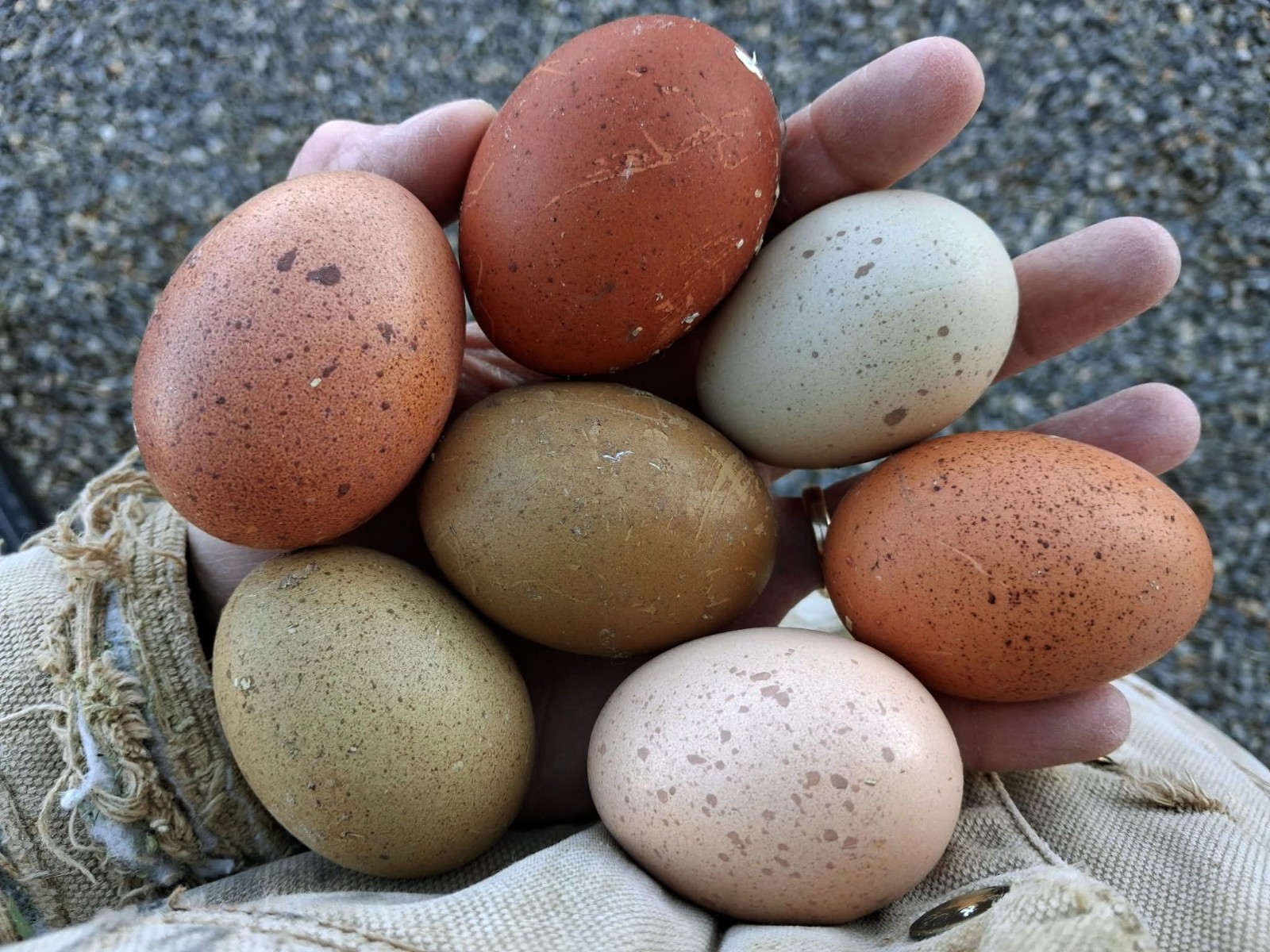 Fertilized Rainbow Hatching Eggs 12+++
