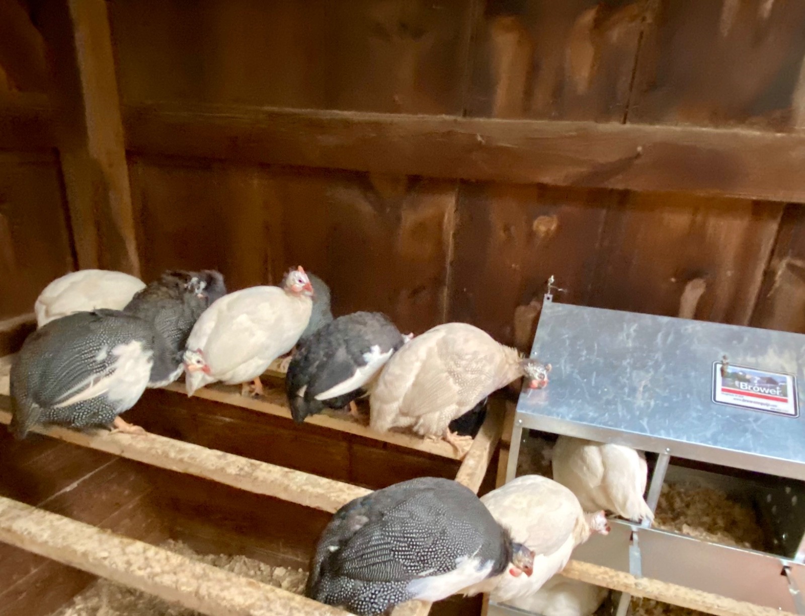 6 Fertile Guinea Fowl Hatching Eggs, Mixed Barnyard Flock, Beautiful Colors!