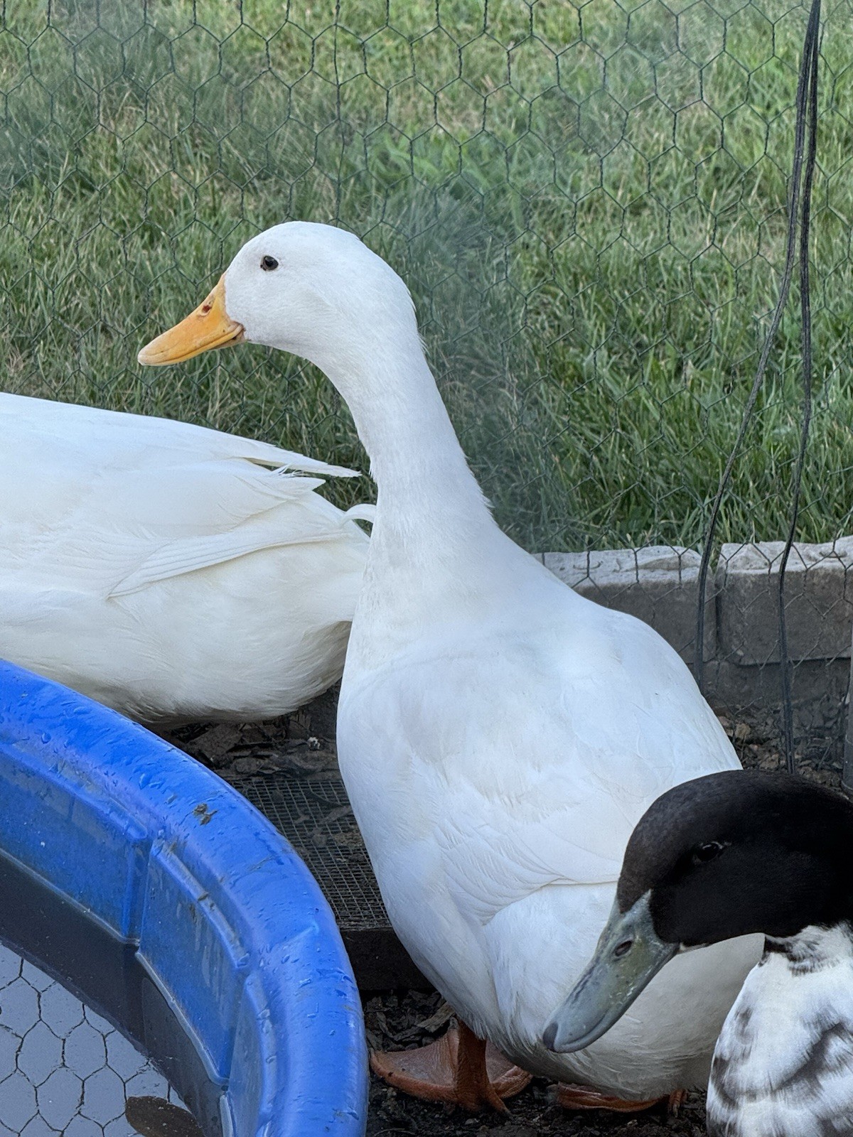 Pekin And Blue Swedish Duck Eggs