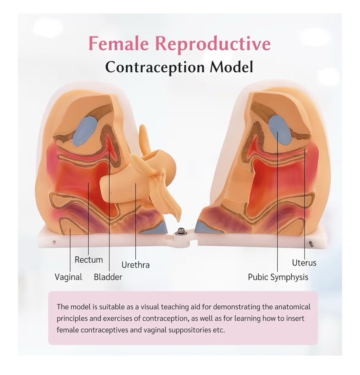 JNMFTD Anatomicals Female Reproductive Contraception Model 5.5″x7.8″, 3.2 lbs