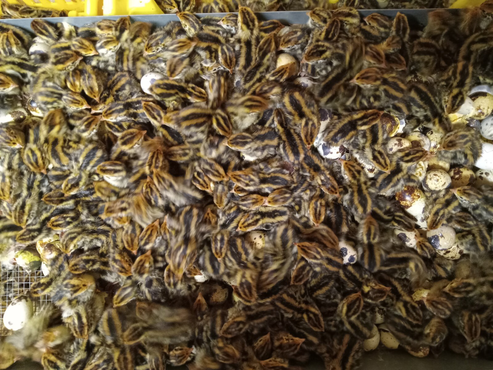 330+ KINGsBROWN XL. JUMBO brown coturnix quail hatching eggs,..