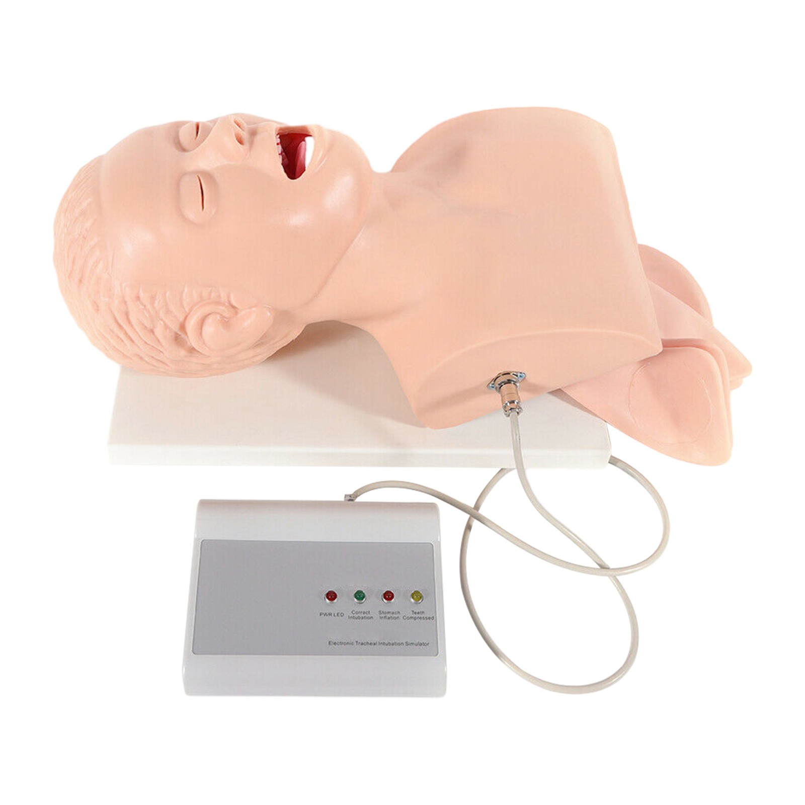 Airway Management Trainer Study Adult Oral Intubation Manikin Teaching Model NEW