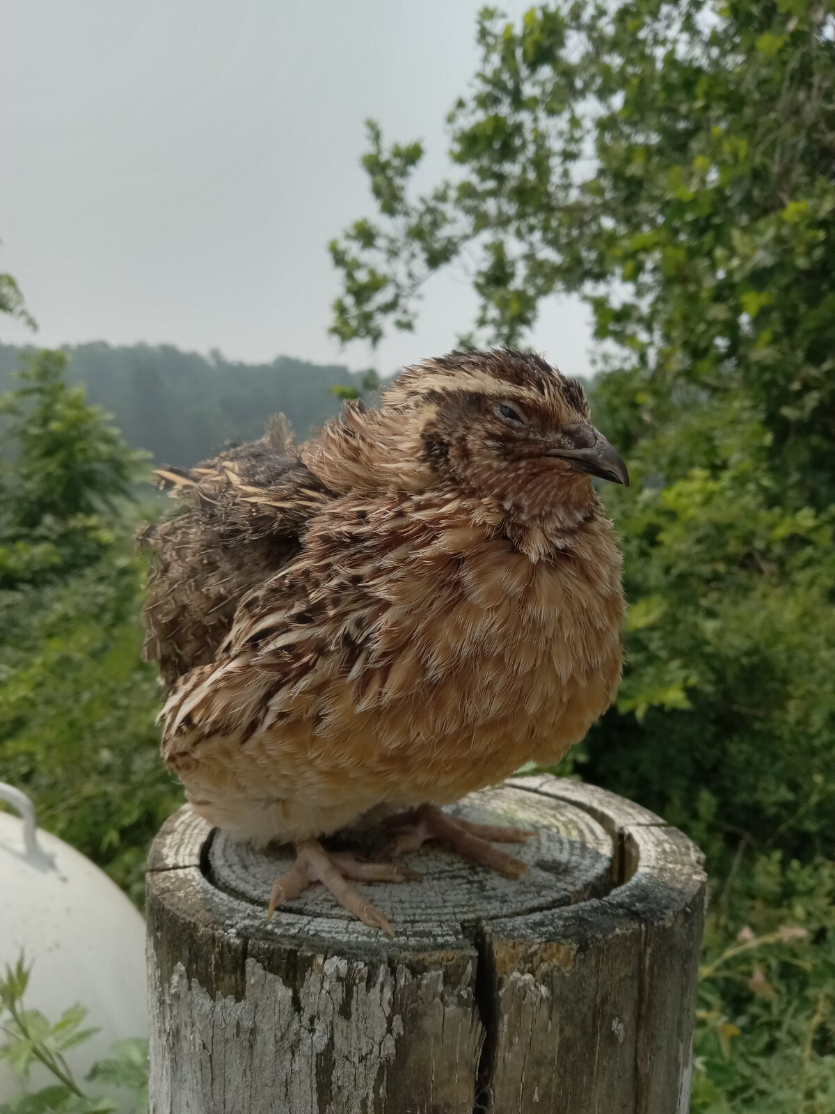330+ KINGsBROWN XL. JUMBO brown coturnix quail hatching eggs,..