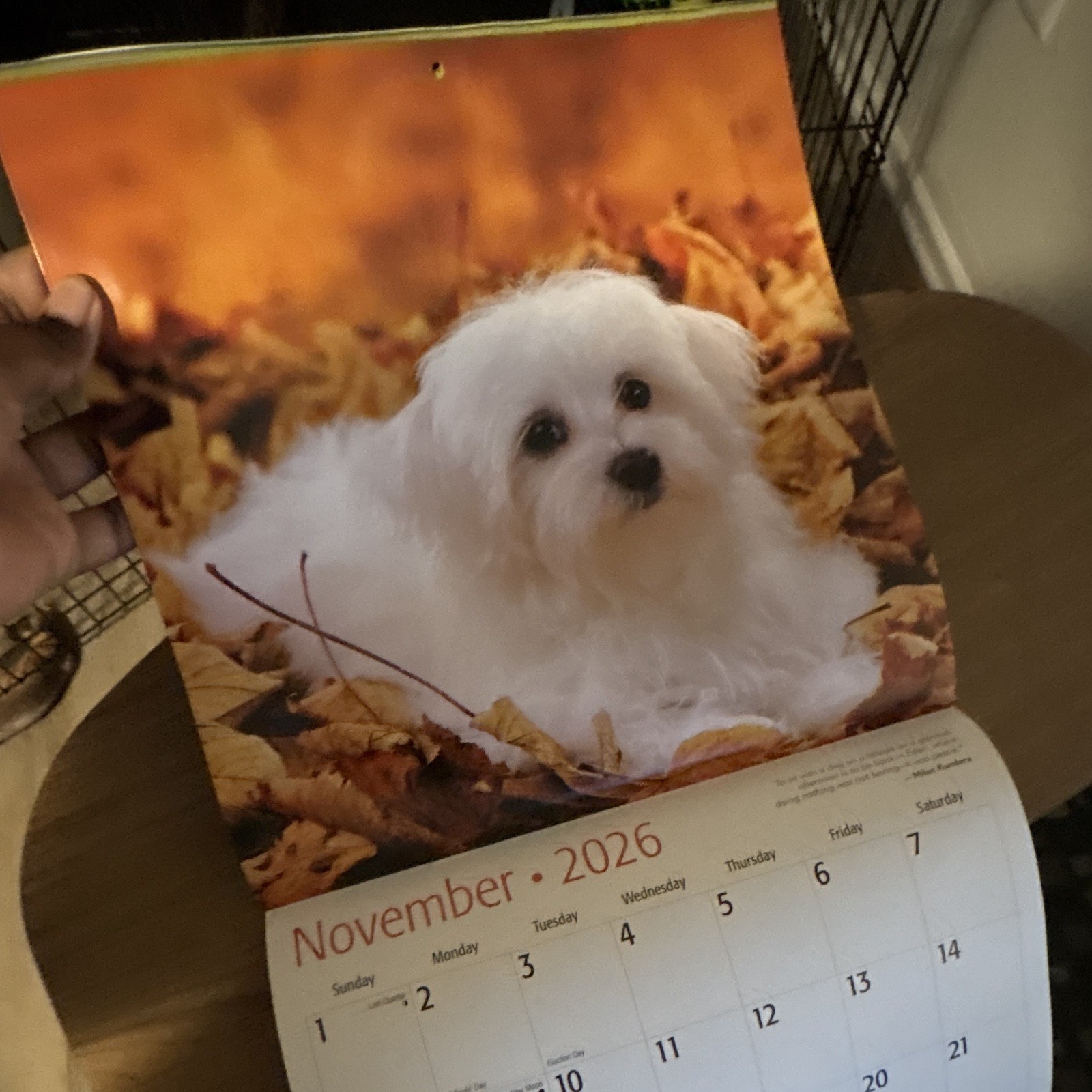 Red Ember Maltese Puppies Wall Calendar 2026 12-Month Calendar