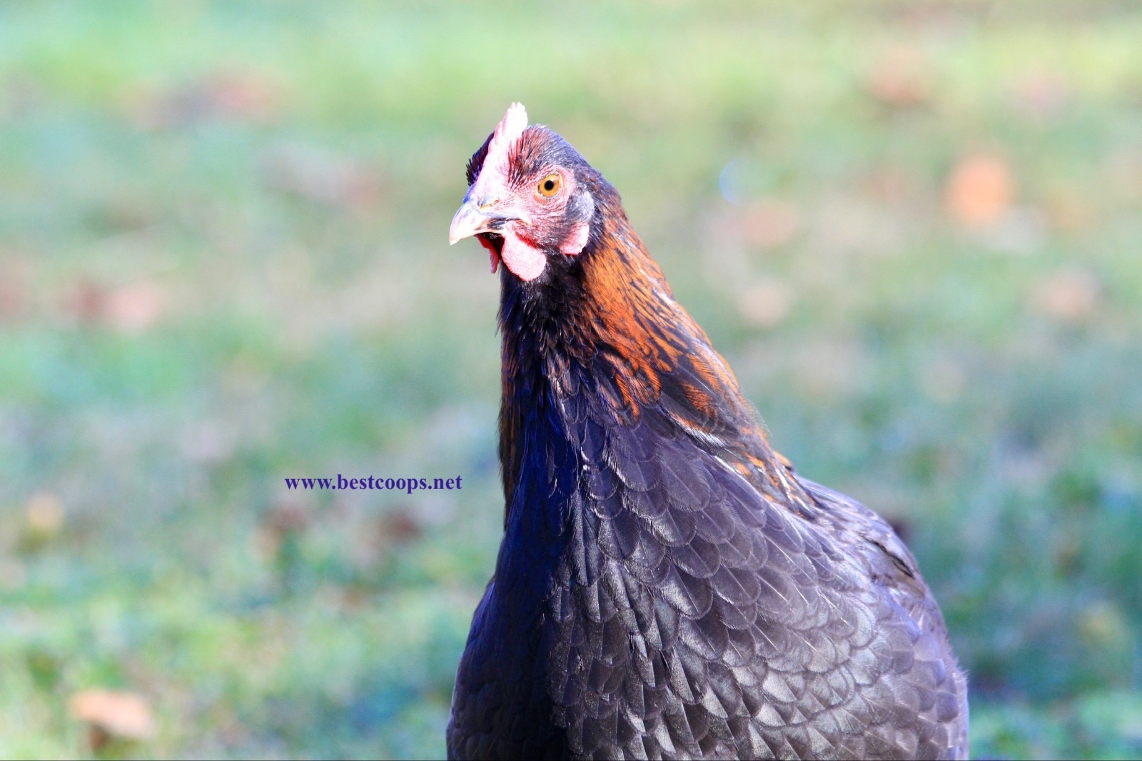 10+ Fertile Black Copper Marans Chicken Hatching Eggs