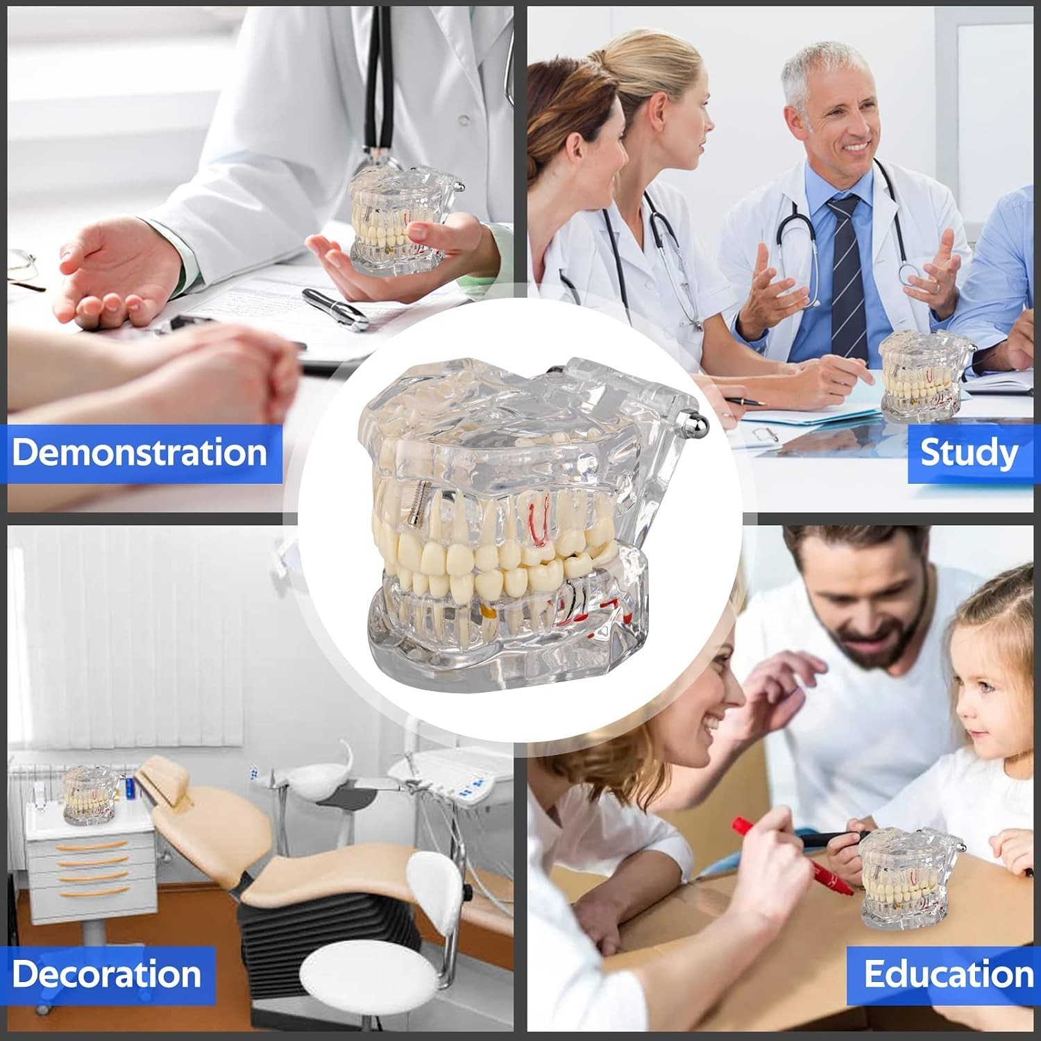 Dental Teaching Tool with Removable Teeth