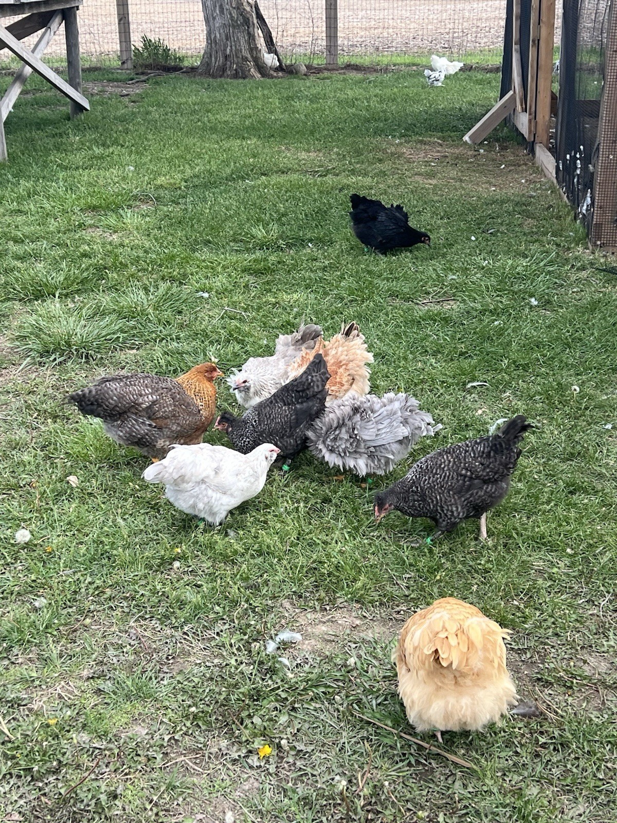12 Rainbow Barnyard Mix Fertilized Hatching Eggs Free Range Farm Fresh NPIP