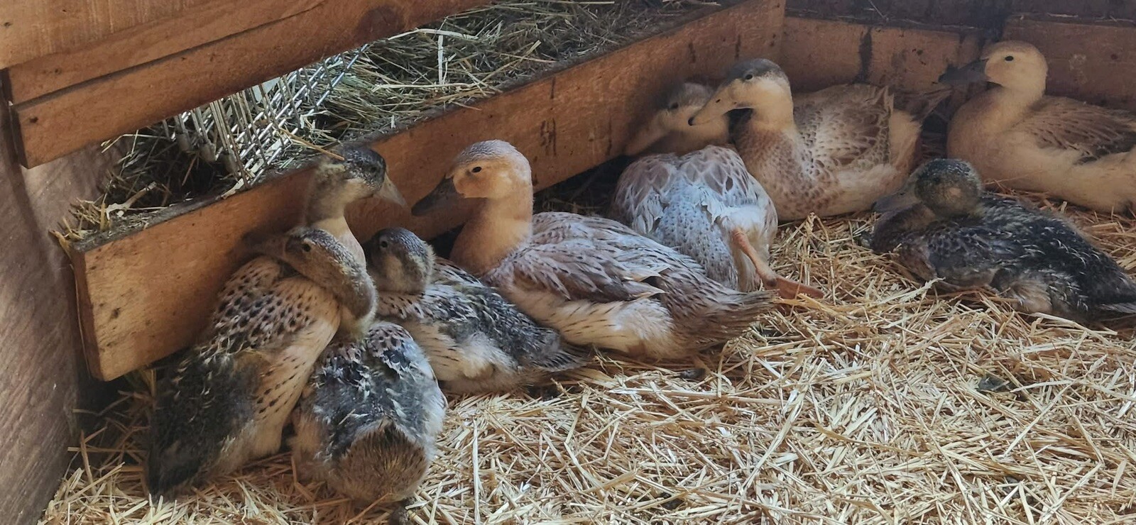 12+ Assorted Duck Fertile Hatching Eggs – Cayuga, Blue Sweddish, Acona, Magpie