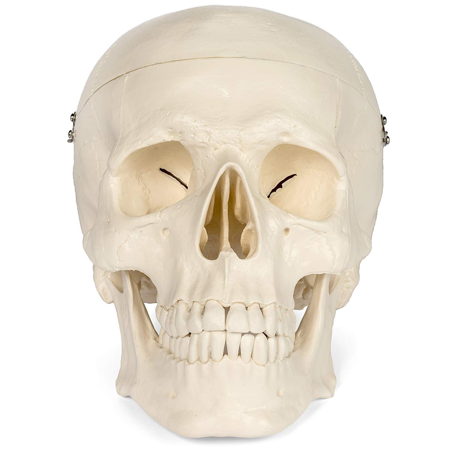 Medical Anatomical Skull Model – 1:1 Life Size Replica Anatomy Adult Human He…