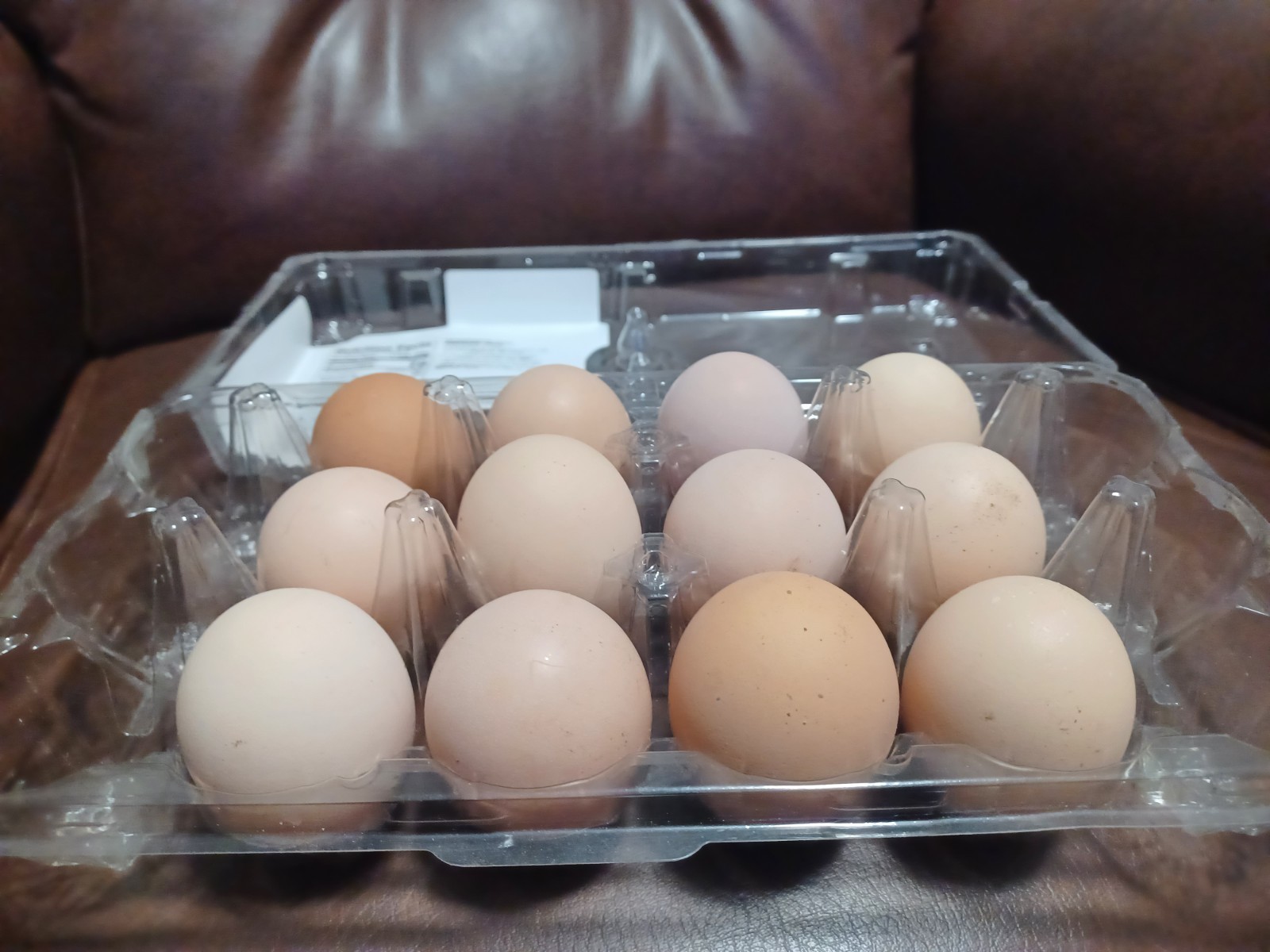 12 BRAHMA Chicken Hatching Eggs mixed buff and white