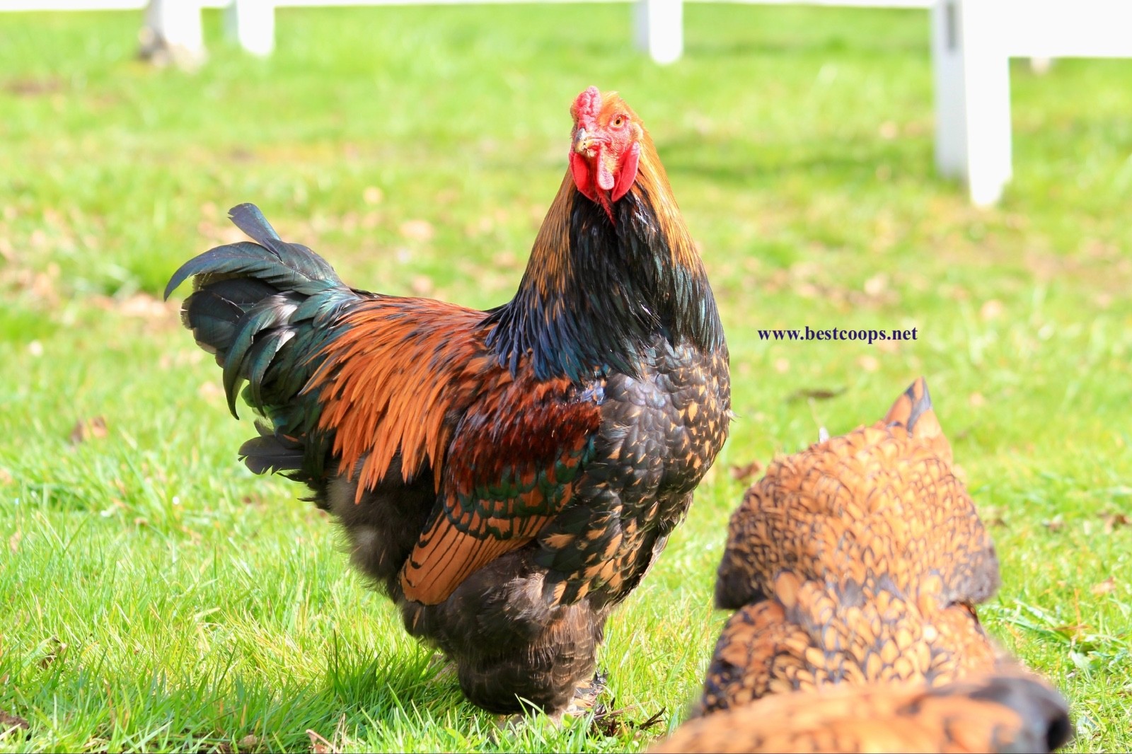 10+ Gold Laced Brahma Fertile Chicken Hatching Eggs Gentle Large Breed
