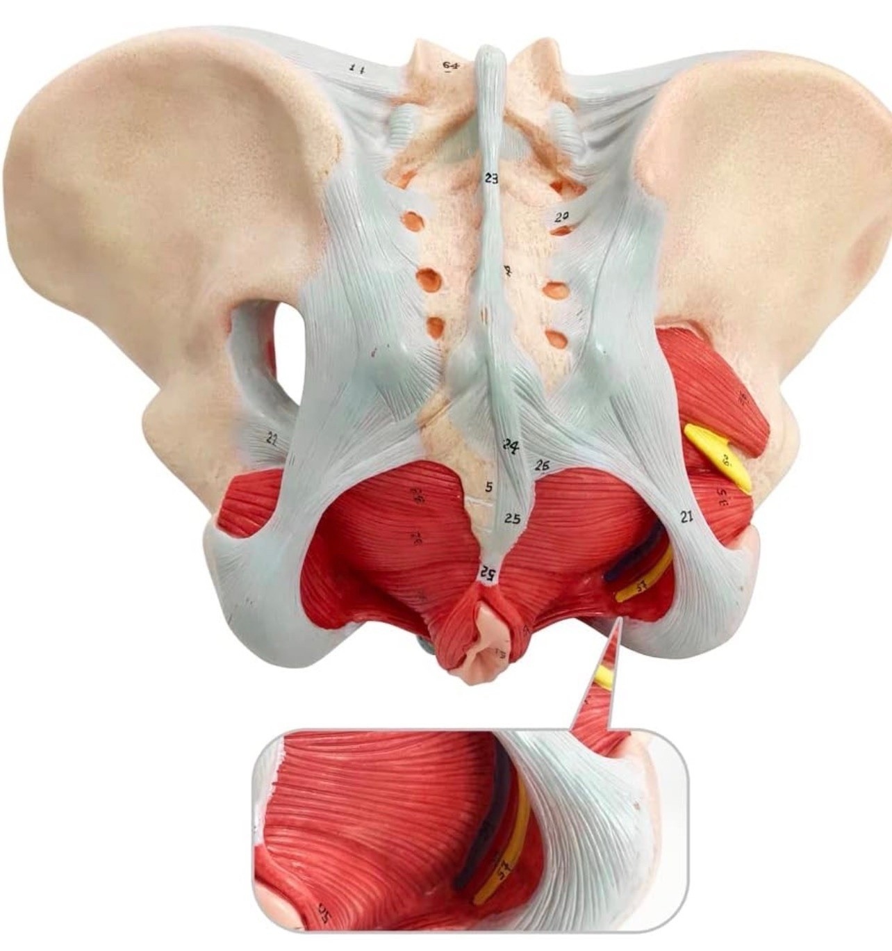 Female Pelvis Model with Pelvic Floor Muscles Perineal Model All in One Female