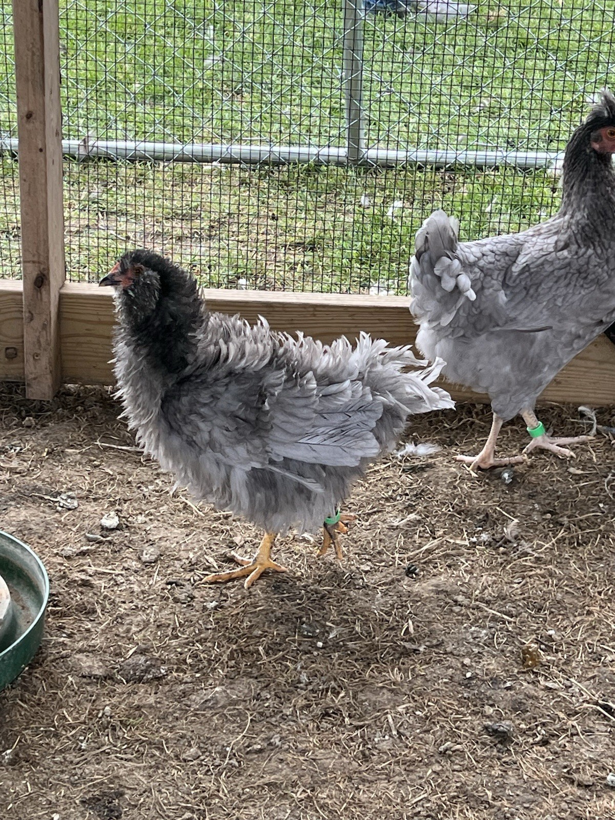12 Rainbow Barnyard Mix Fertilized Hatching Eggs Free Range Farm Fresh NPIP