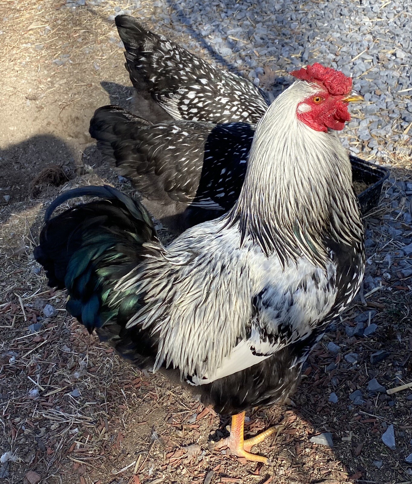 10+ Rare Breed Chicken Fertile Hatching Eggs Orpington, Cochin, Sweddish Flower