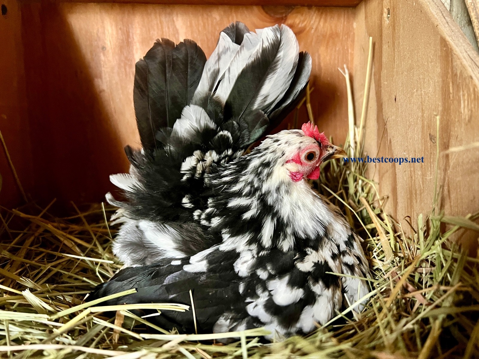 12+ Fertile Show Quality Serama Chicken Hatching Eggs