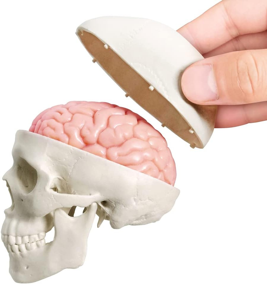 2026 New Human Skull Model,3 Part With 2-Part Human Brain;Half Life Size Skull w