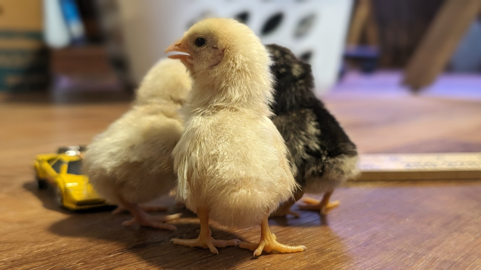 10++ eggs: Serama Bantam Chicken Hatching Eggs-Pocket, Teacup, Tiny