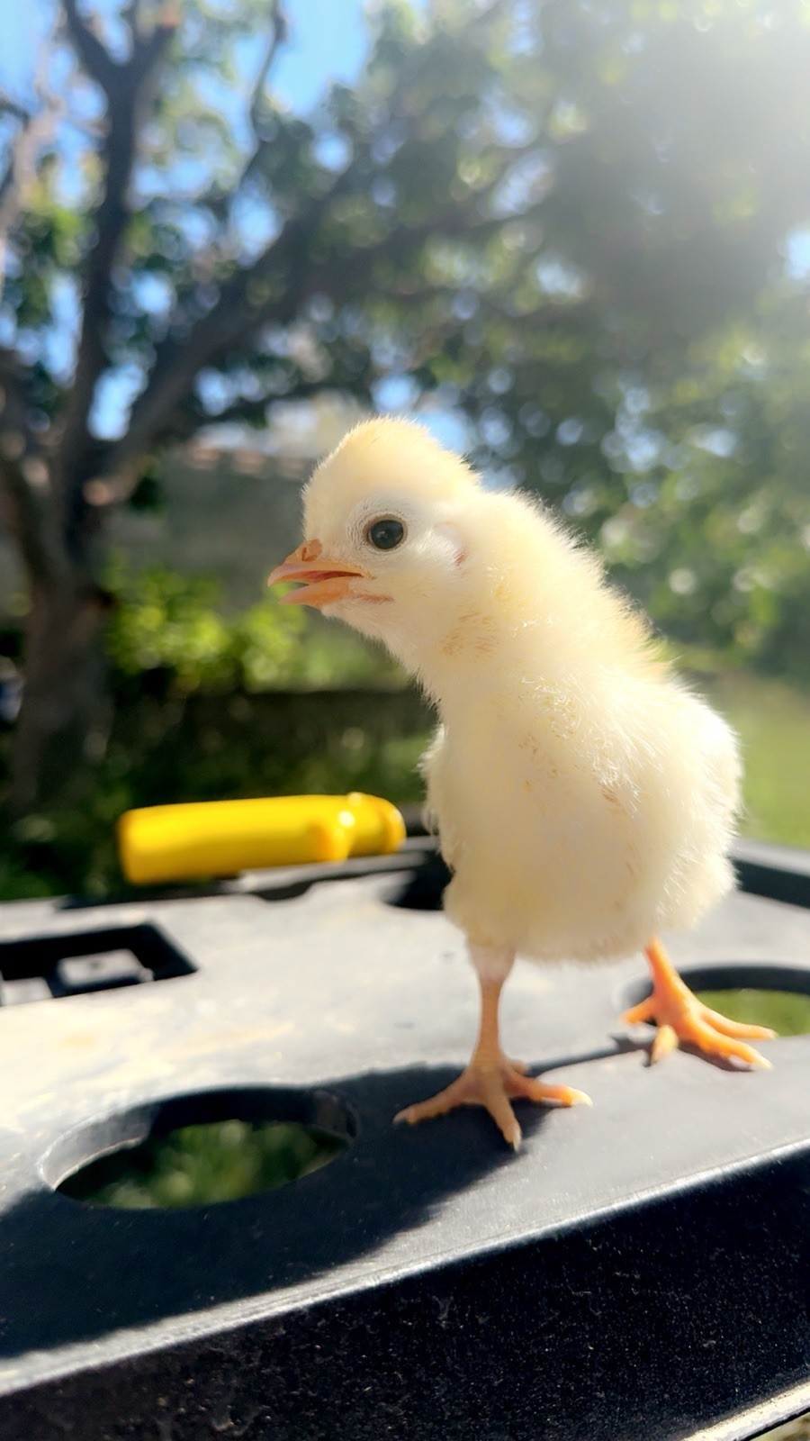 12+ FERTILE CHICKEN PUREBRED POLISH HATCHING EGGS QUICK SHIP USPS PRIORITY MAIL