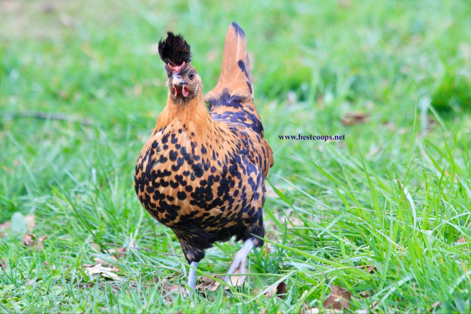 10+ Gold Appenzeller Chicken Hatching Eggs