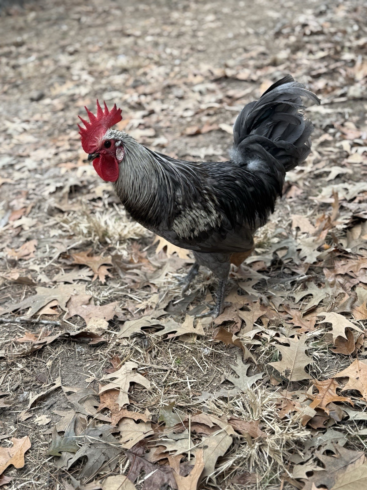 12+ Silverudd Rooster Crossed Rainbow Hatching Eggs