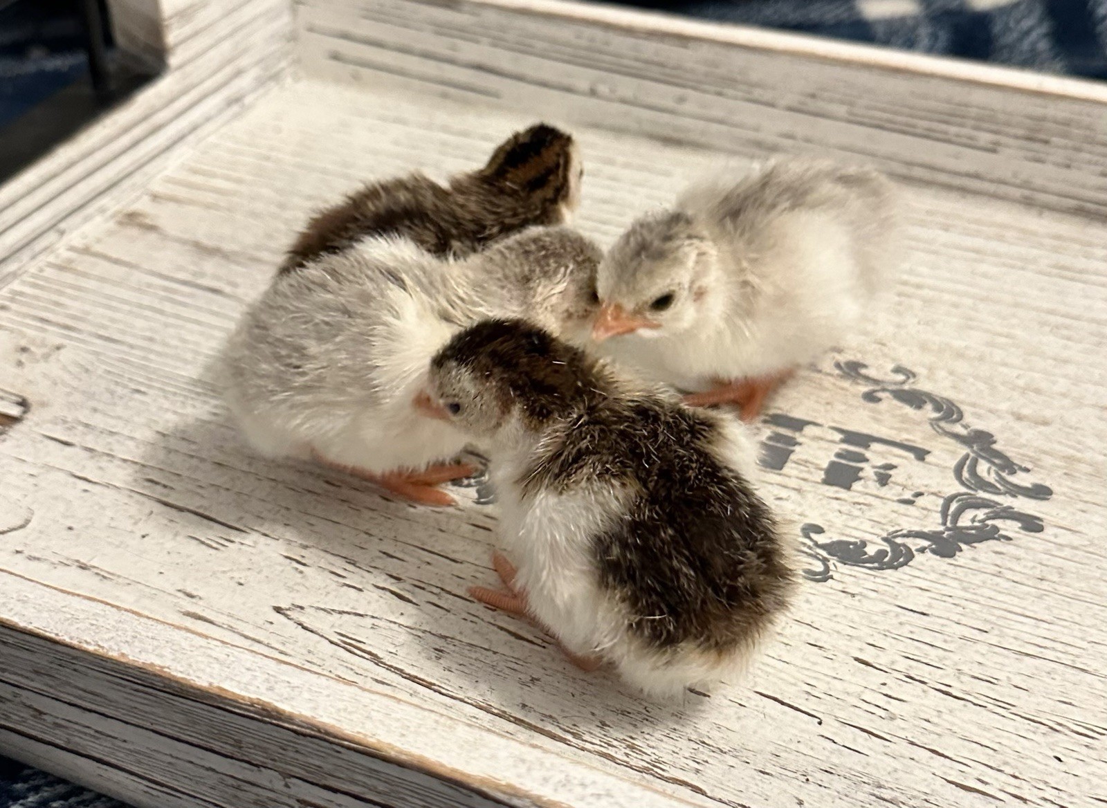 10++ NPIP Guinea Hen Hatching Eggs – Assorted Colors – Read Description