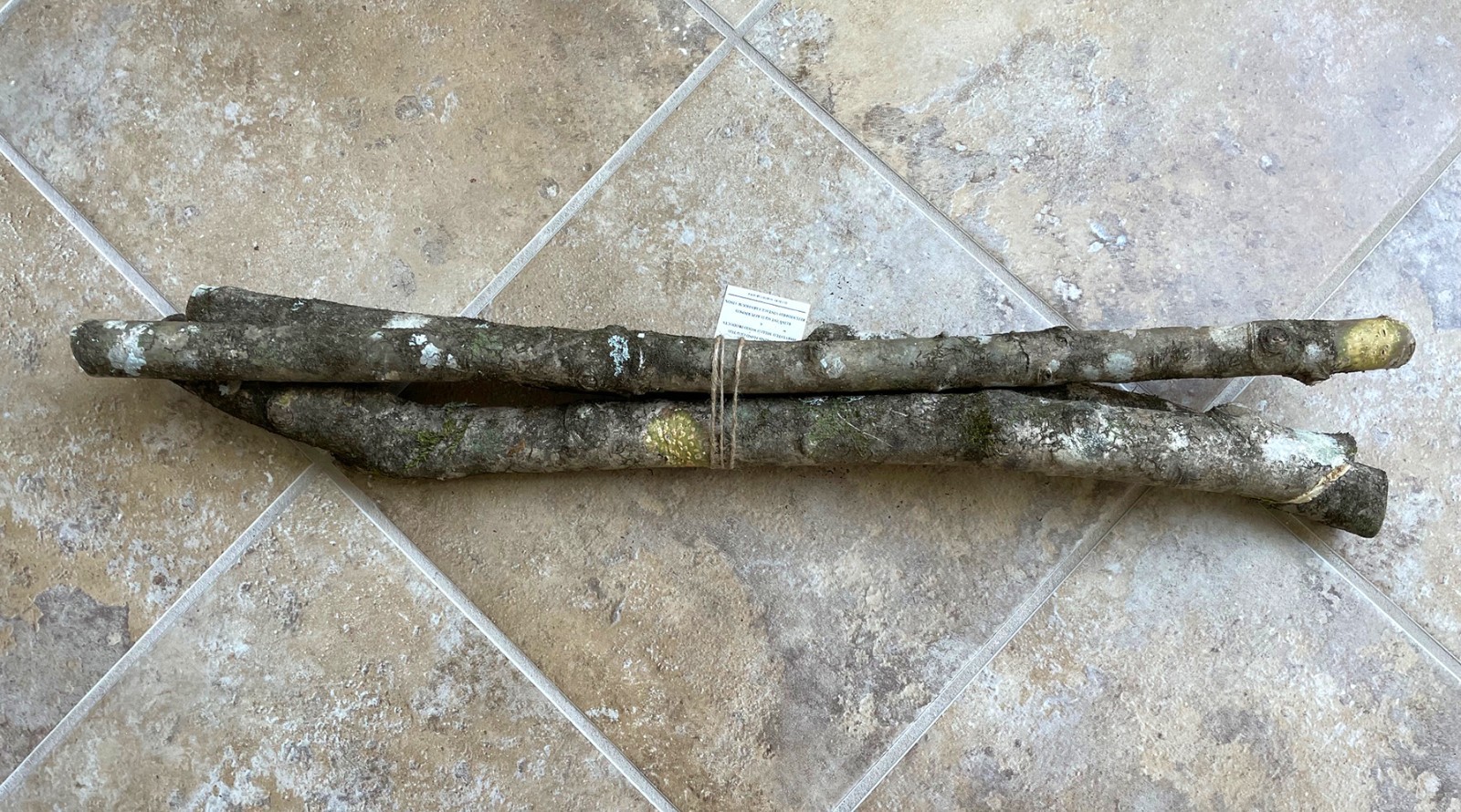 24″ NC Holly Tree Decorative Wood for Carving, Crafts, Wedding, Party Decor